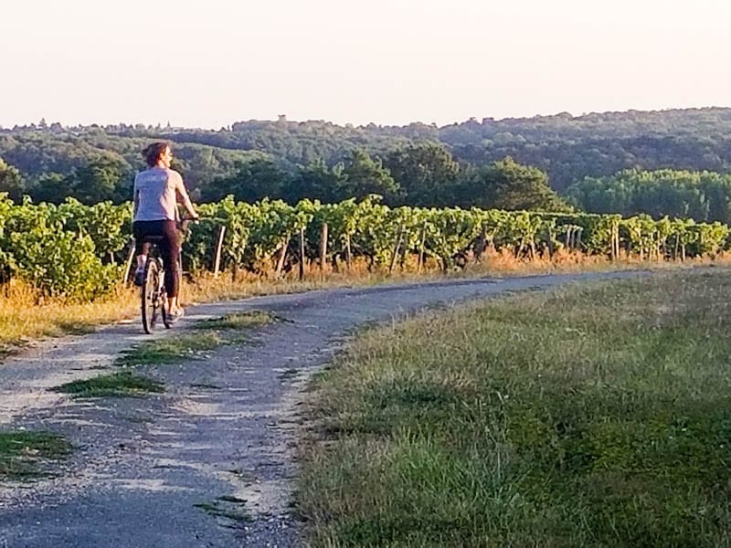 the vineyards of france are the perfect place to learn to ride a bike again