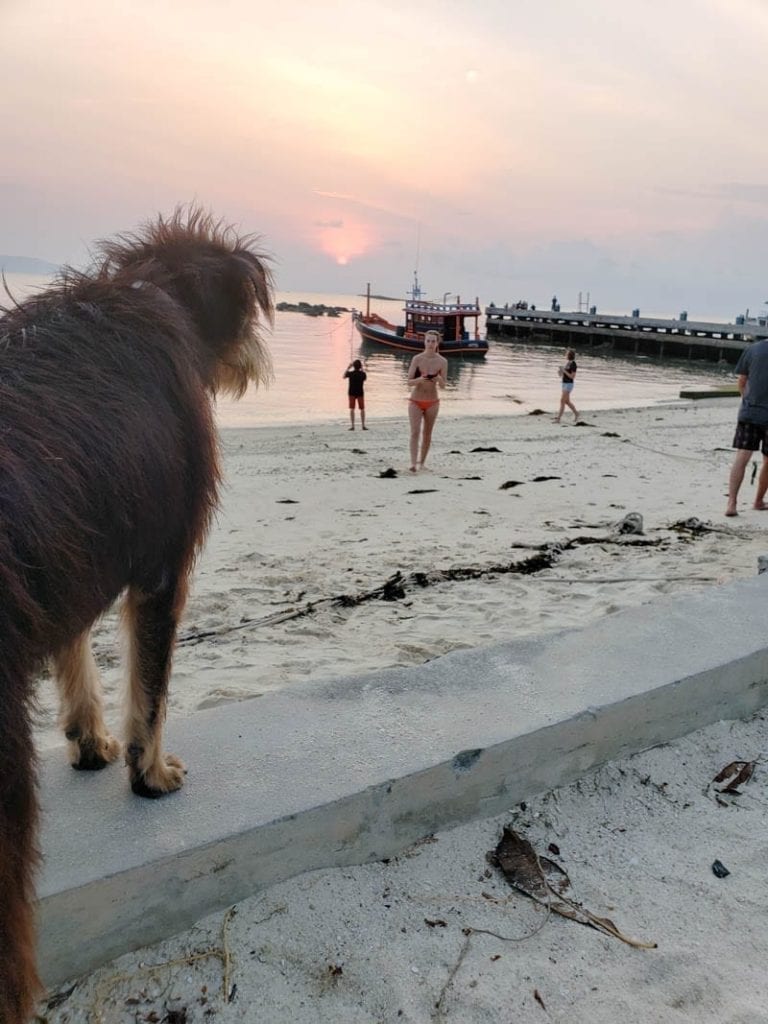 Stray dog watching sunset