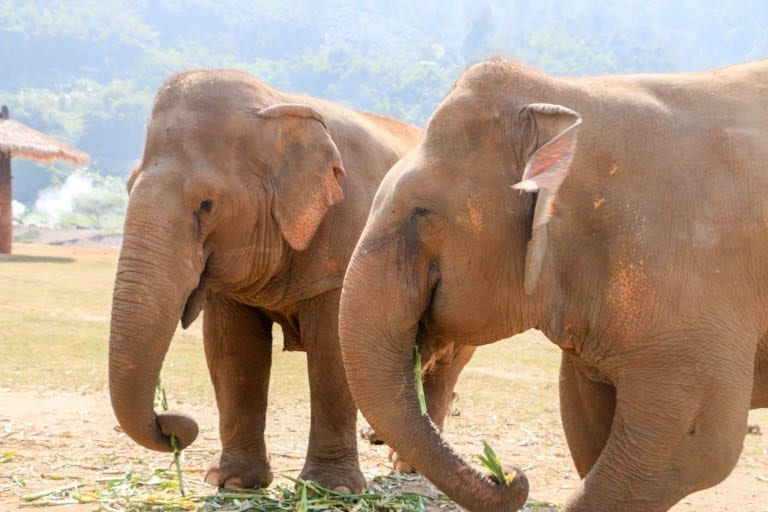 Two elephants feeding in the best elephant sanctuary in Thailand