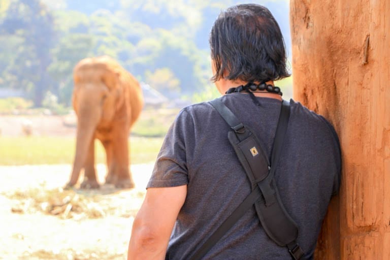 Watching an elephant grazing at the best elephant sanctuary in Thailand: the Elephant Nature Park just outside of Chiang Mai