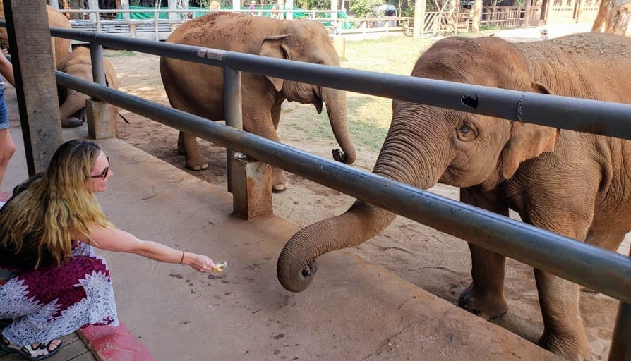 Feeding elephants at the best elephant sanctuary in Thailand - the Elephant Nature Park outside of Chiang Mai