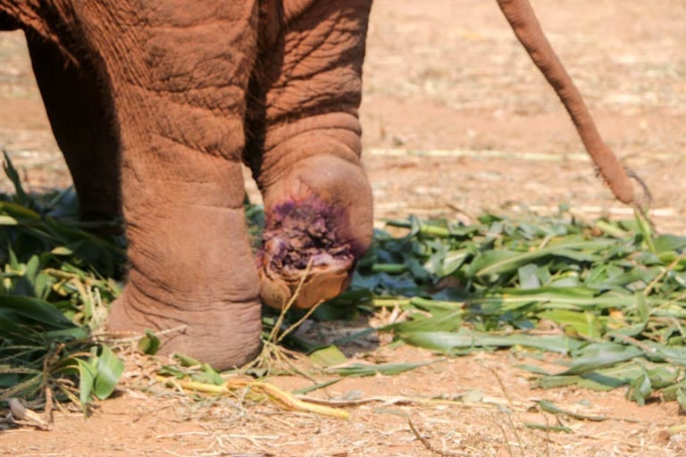 This elephant stepped on a landmine and was rescued by the Elephant Nature Park, which is the best elephant sanctuary in Thailand.