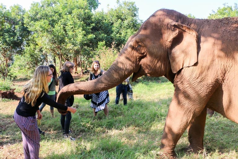 Feeding elephants at the Elephant Nature Park