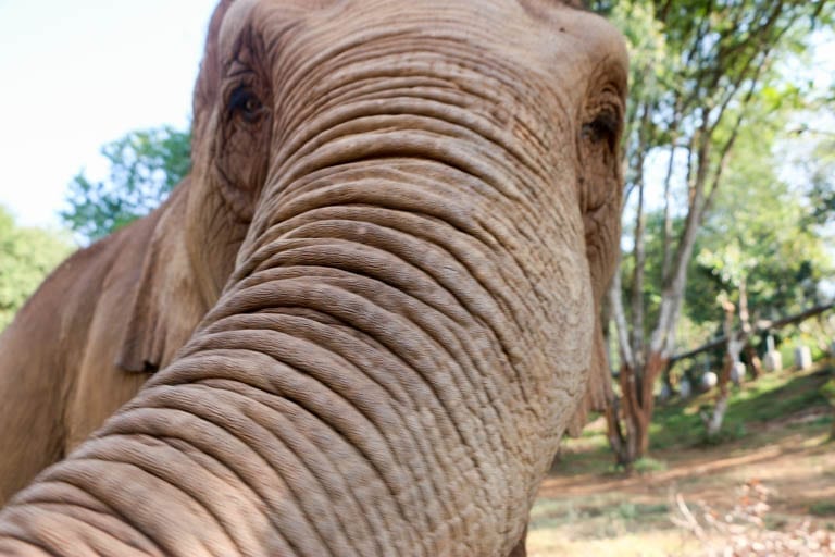 Up close with an elephant at an ethical sanctuary just outside of Chiang Mai in northern Thailand