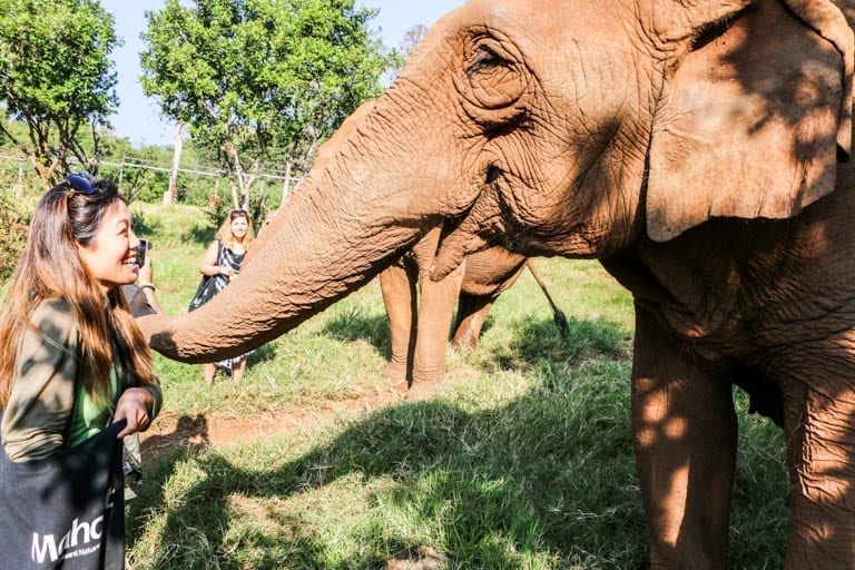 Feeding elephants at the best elephant sanctuary in Thailand: The elephant nature park just outside of Chiang Mai