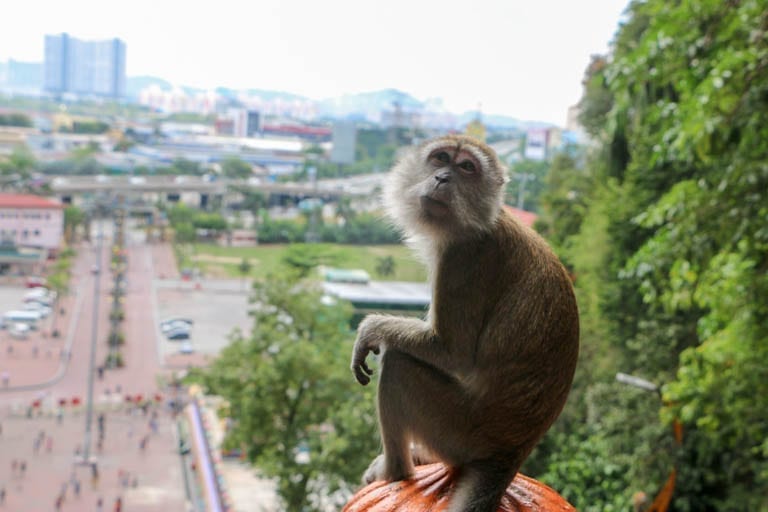 Monkey at the Batu Caves on a perfect day kuala lumpur itinerary