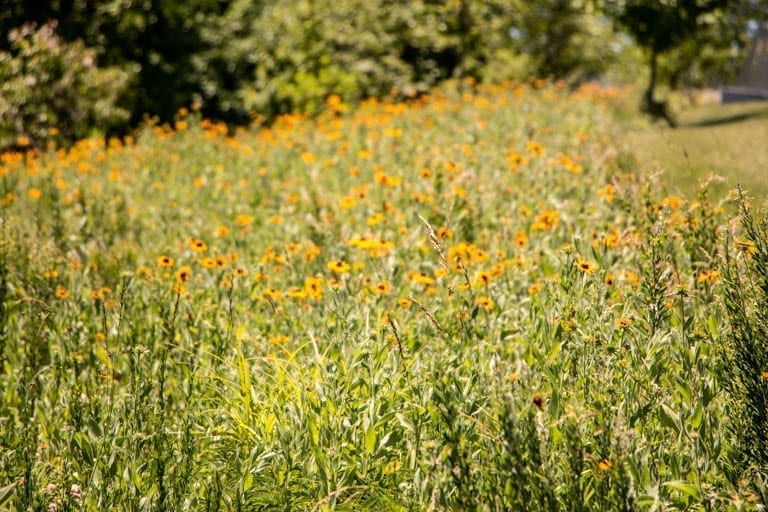 Sunflower field