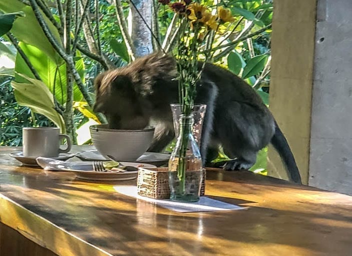 Monkey eating cereal. Just part of life on Monkey Forest Road.