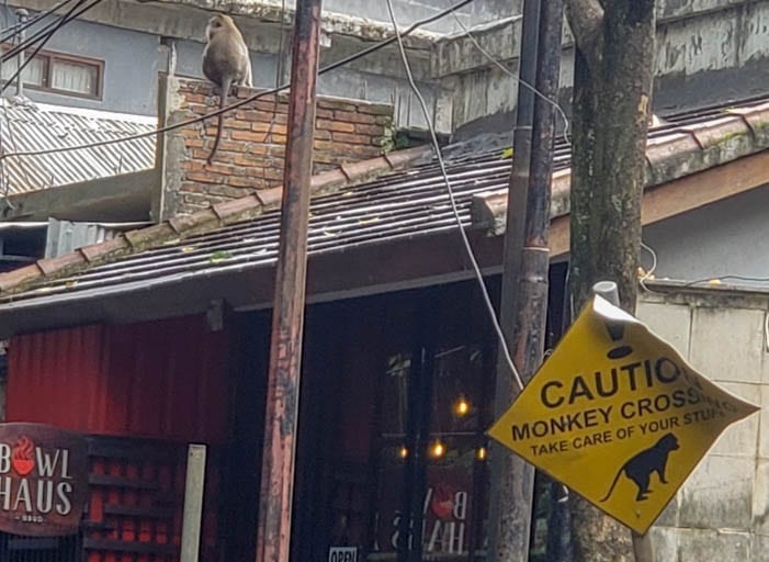 A Monkey Crossing is part of life in the Ubud Monkey Forest