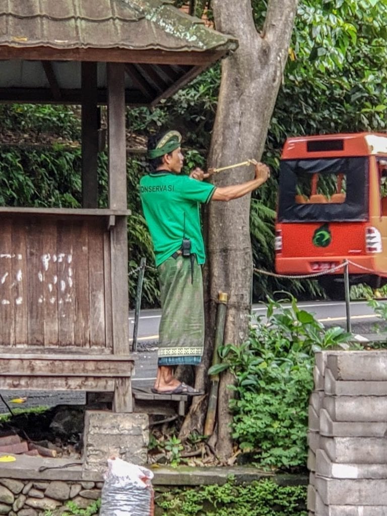 The slingshot guard is a profession and a way of life in the Ubud Monkey Forest!