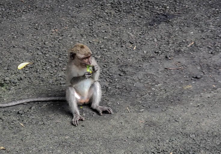 A baby monkey just living life on Monkey Forest Road in Ubud.