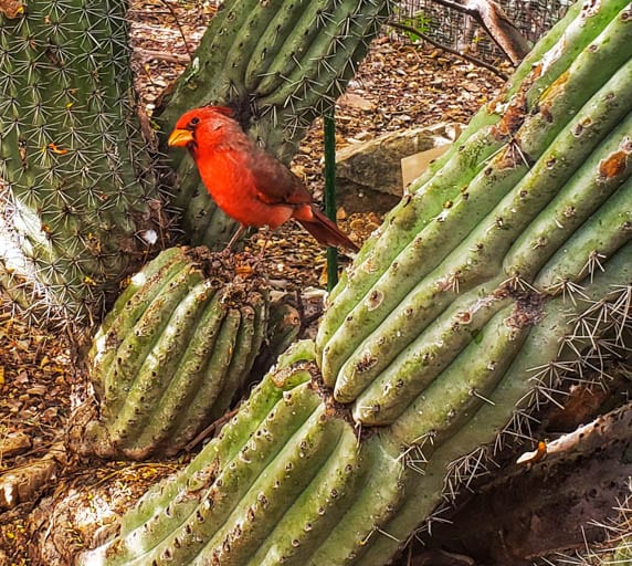 A bird in the bird aviary of the Sonoran Deseret Museum