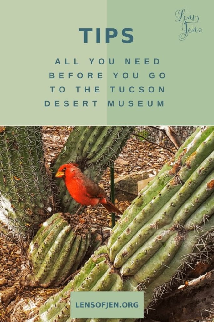 How to Visit the Sonoran Desert Museum