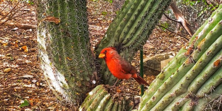 All you need to Know to Visit the Sonora Desert Museum
