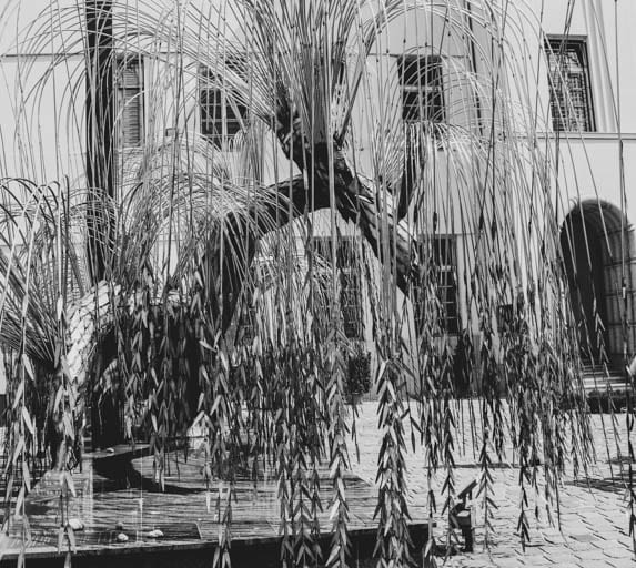 Weeping Willow Tree on Dohány Street to remember the victims of WWII in Budapest