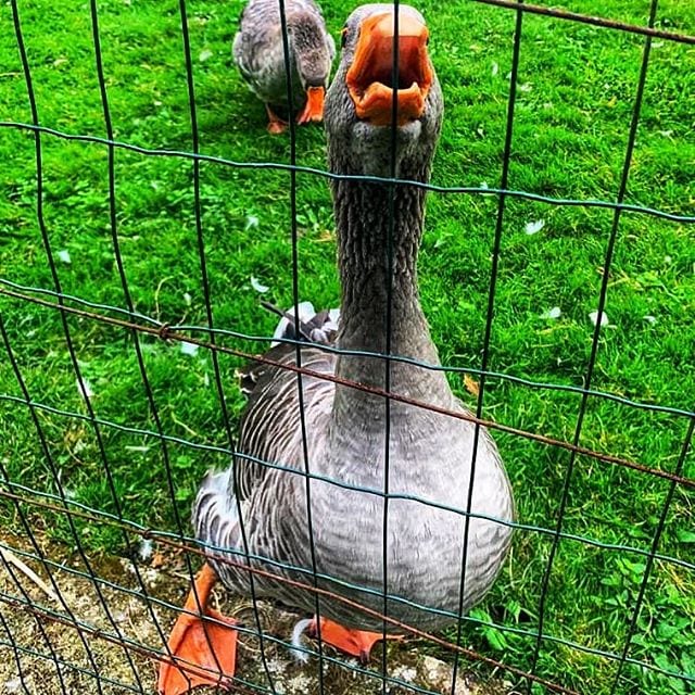 Goose on the Camino del Norte