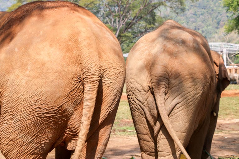 Elephant butts at the best elephant sanctuary in Thailand: the Elephant Nature Park just outside of Chiang Mai.