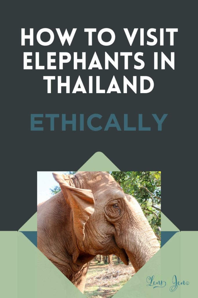 How to Help Elephants & Visit Elephants ETHICALLY