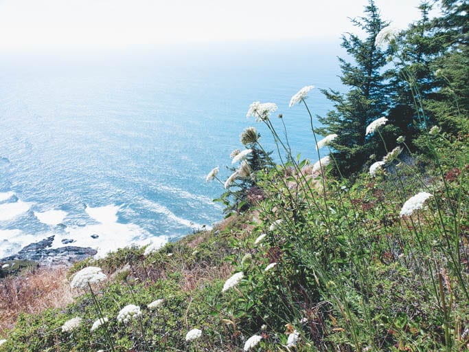 Wildflowers at Cape Perpetua