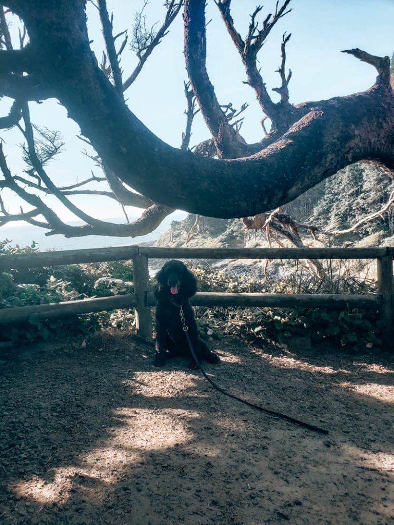 A poodle at Cape Cave at Lake Perpetua