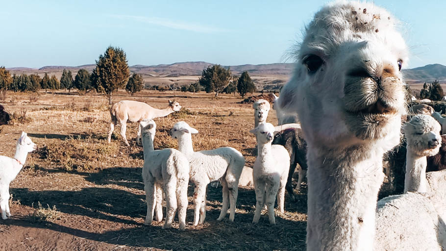 an alpaca we met while living in a van!