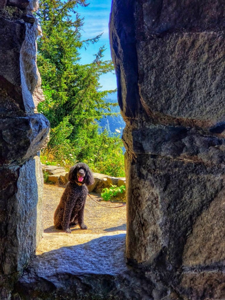 A dog at the rock shetler at cape perpetua