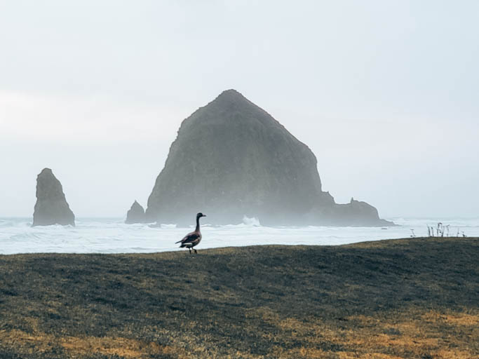 Seagull at Haystack Rock on the Oregon Coast