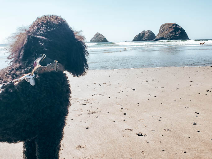 three rock national wildlife refuge at oceanside beach is a must-stop on an Oregon Coast road trip