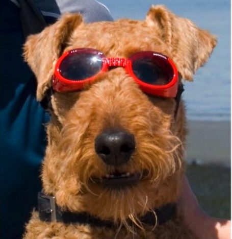 dog goggles from a sustainable brand make are up there with the best sustainable valentine's day gifts for your pooch