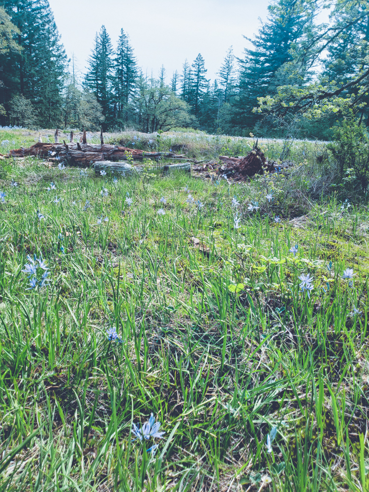 the hidden camas lily fields near Portland