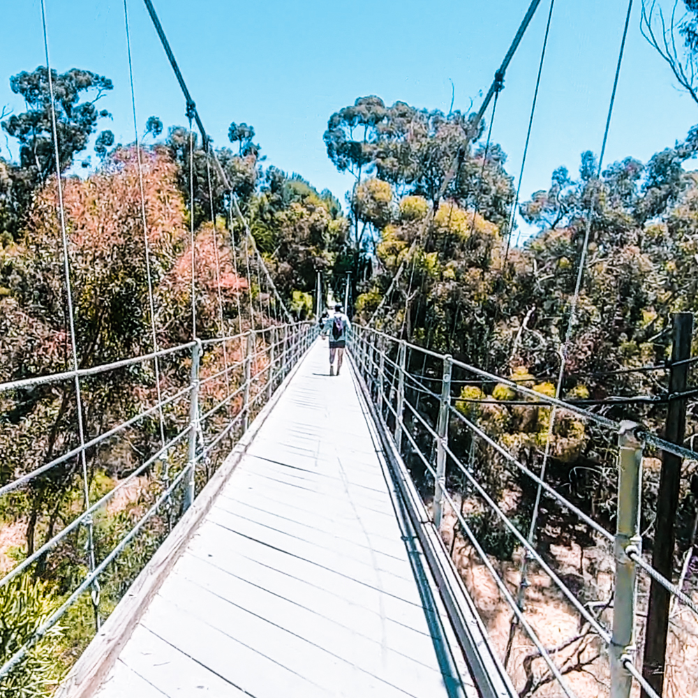 The spruce street suspension bridge