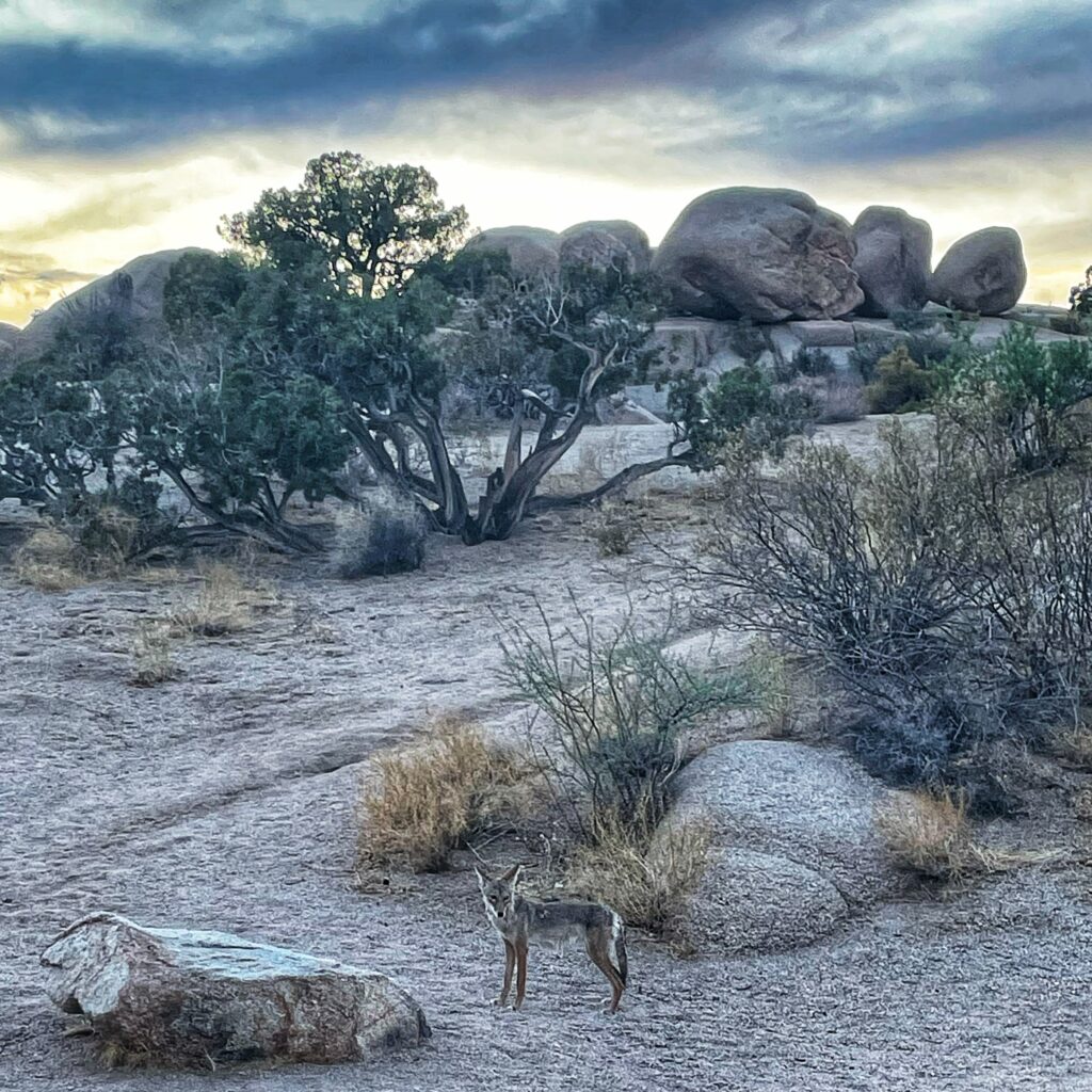 A coyote at the jumbo rocks campgrounds at joshua tree