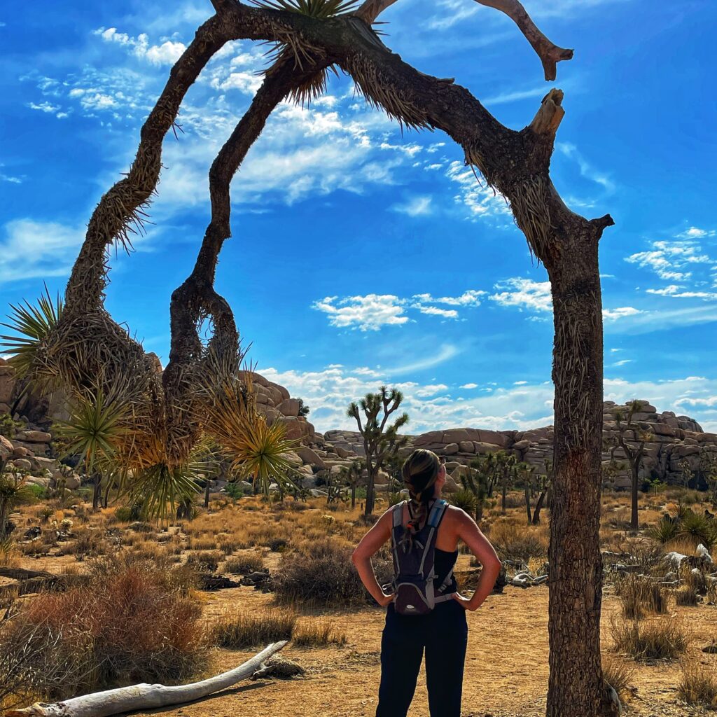 A Joshua Tree on the Barker Dam Trail at Joshua Tree