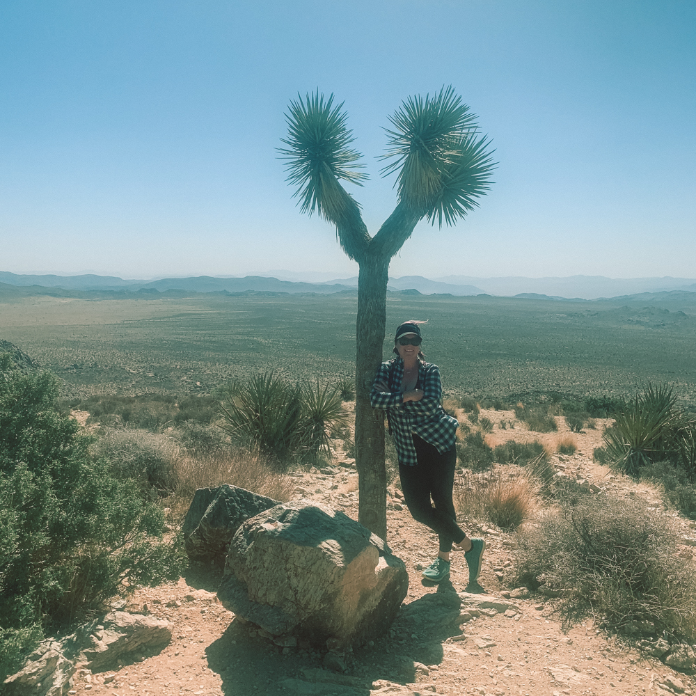 Lost Palm Oasis at Joshua Tree National Park