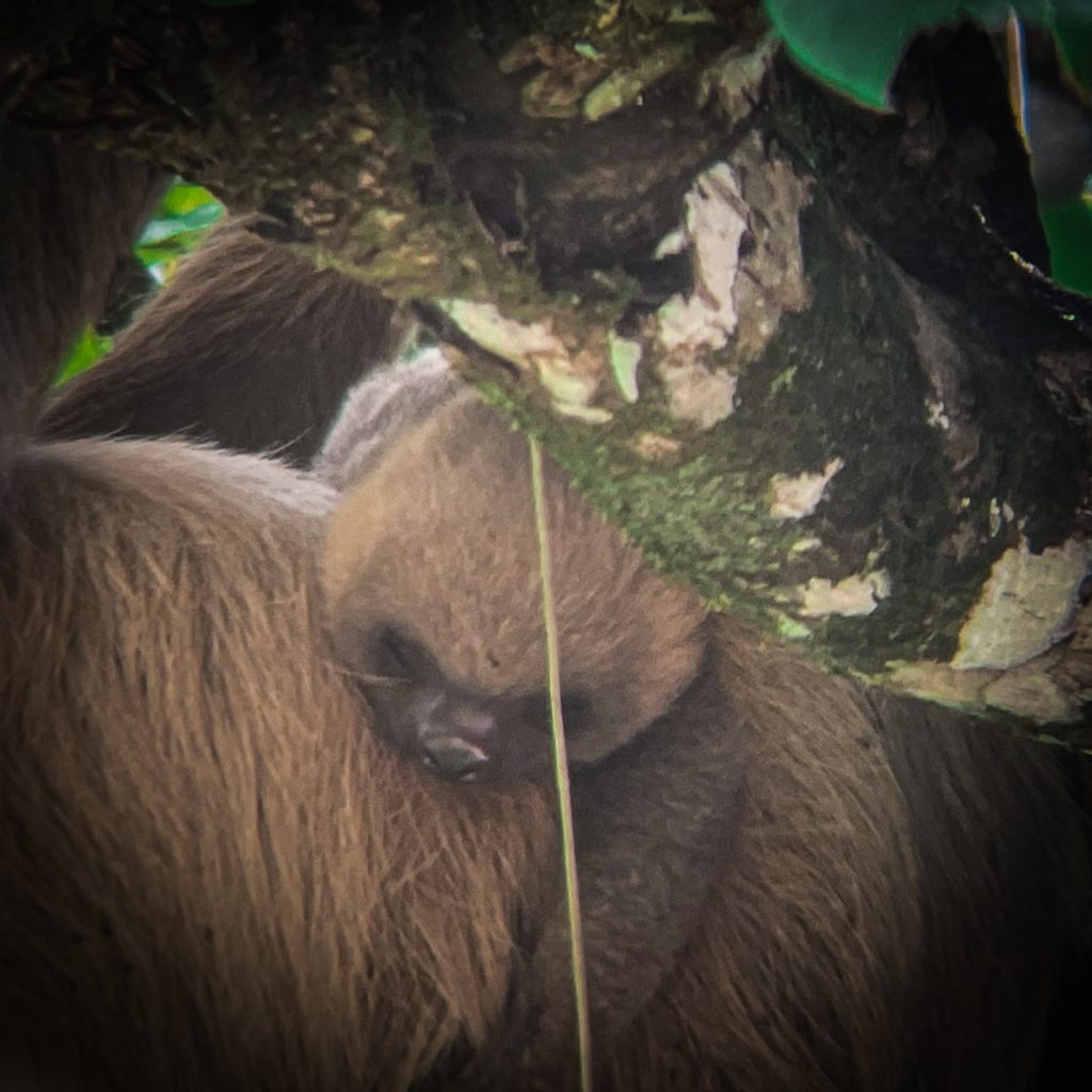 Baby sloth on a costa rica farm tour